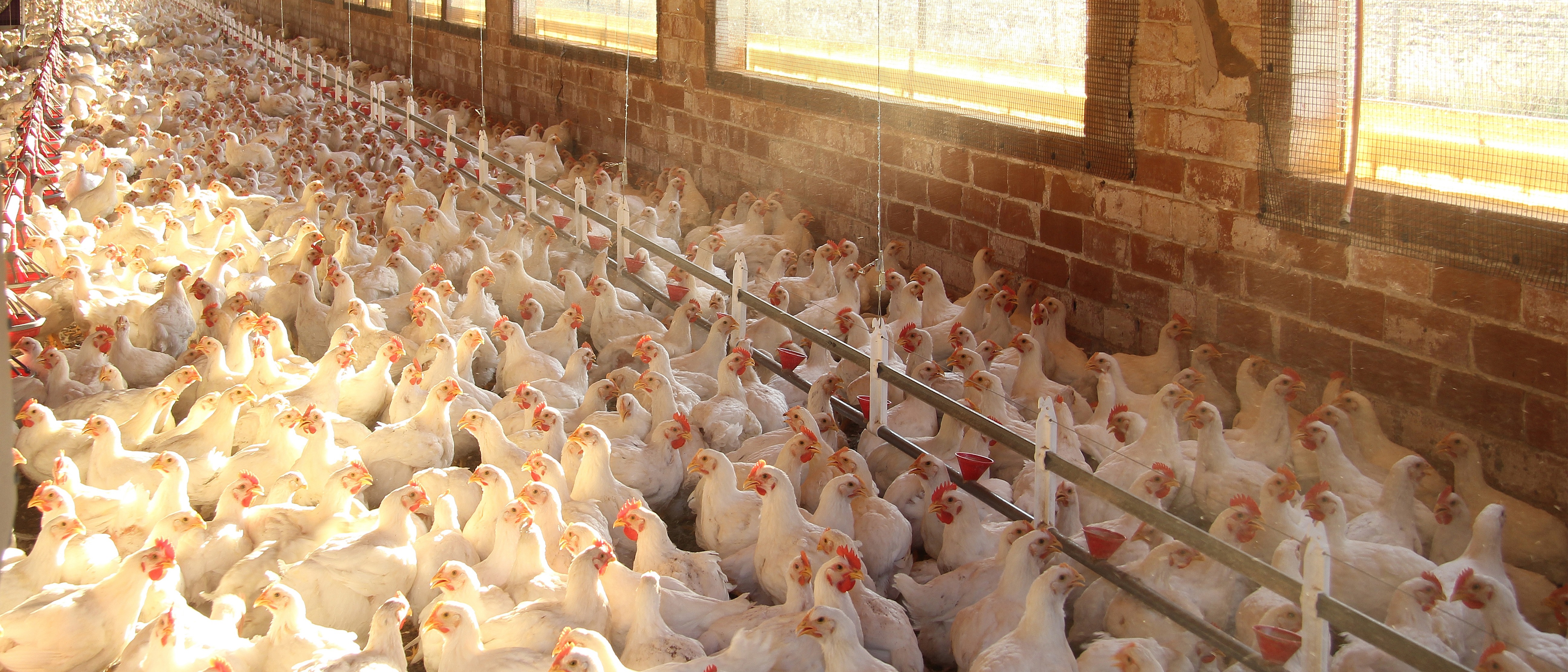 Negative effects of ammonia gas accumulation in poultry houses