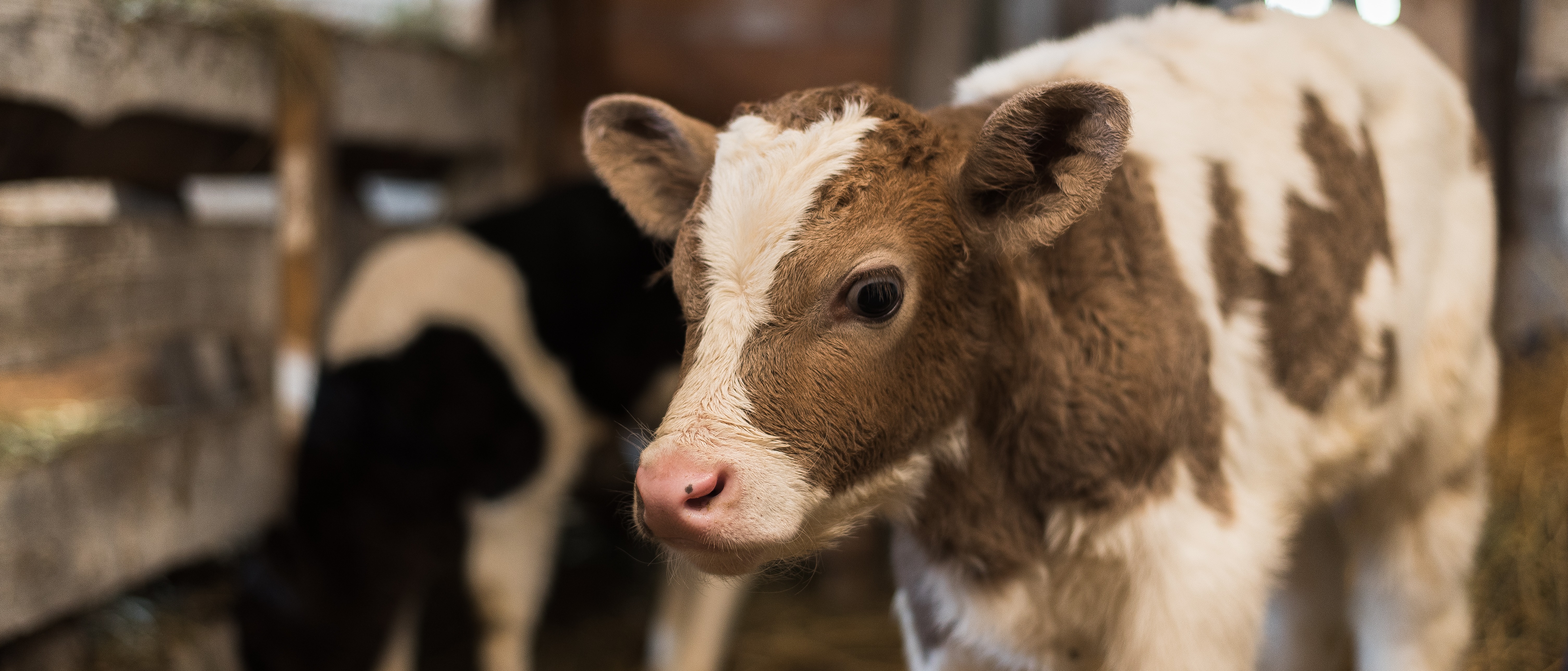 Pneumonia and bronchitis in calf infants.