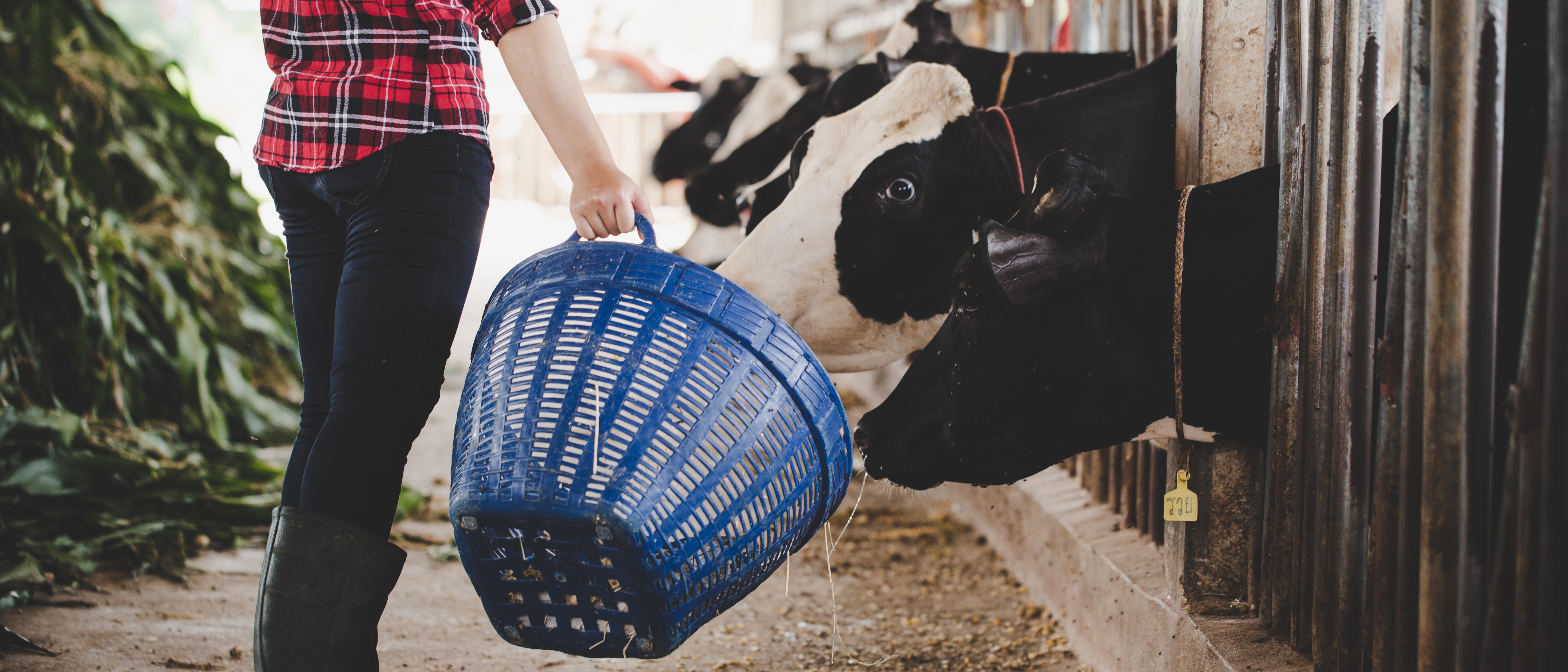 Postpartum endometritis in cows